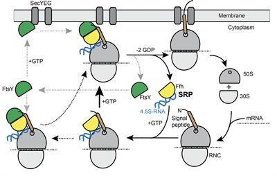 Dynamics of Bacterial Signal Recognition Particle at a Single Molecule Level